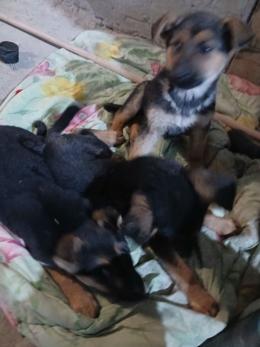 Відаю безплатно забагато