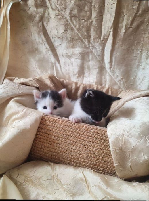 Віддам кошенят!! БЕЗКОШТОВНО!