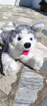 Lobo de peluche deitado