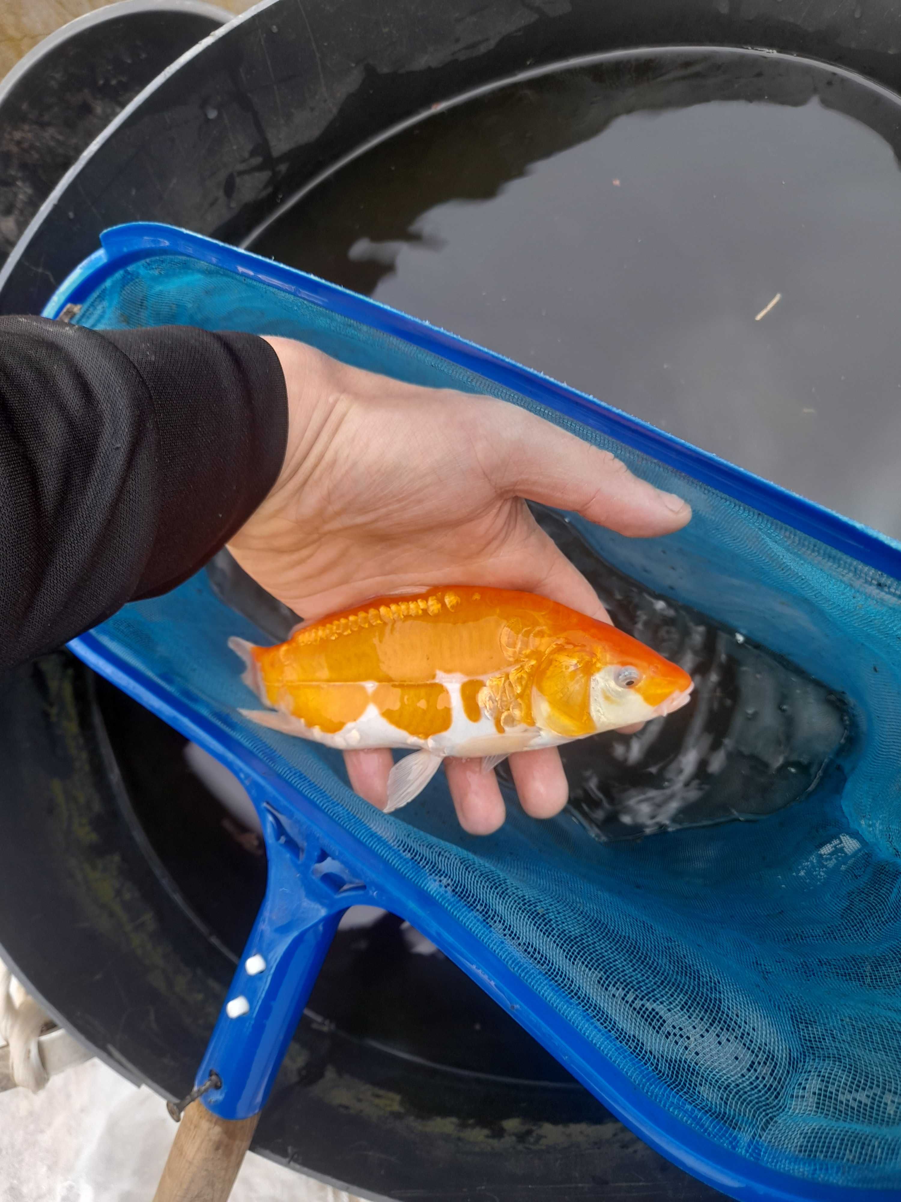 Ryby Kroczek narybek Jesiotr Karp koi Szczupak Okoń Karaś koi Lin Sum