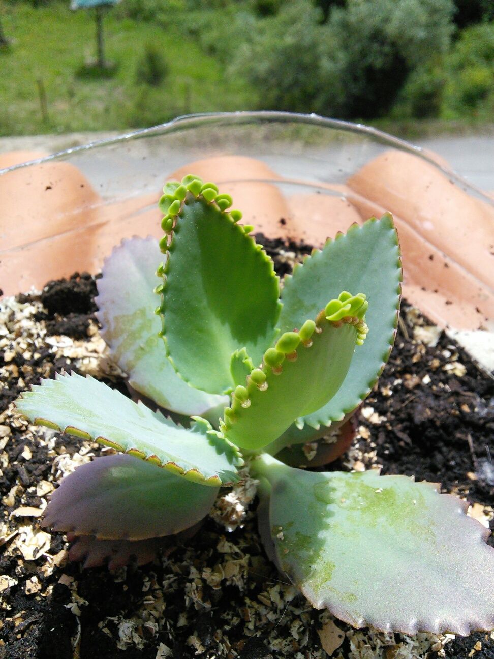 Aranto, Kalanchoe Laetivirens ou "mãe de mil" babies!