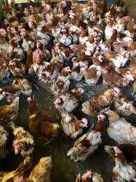 кури ломан браун