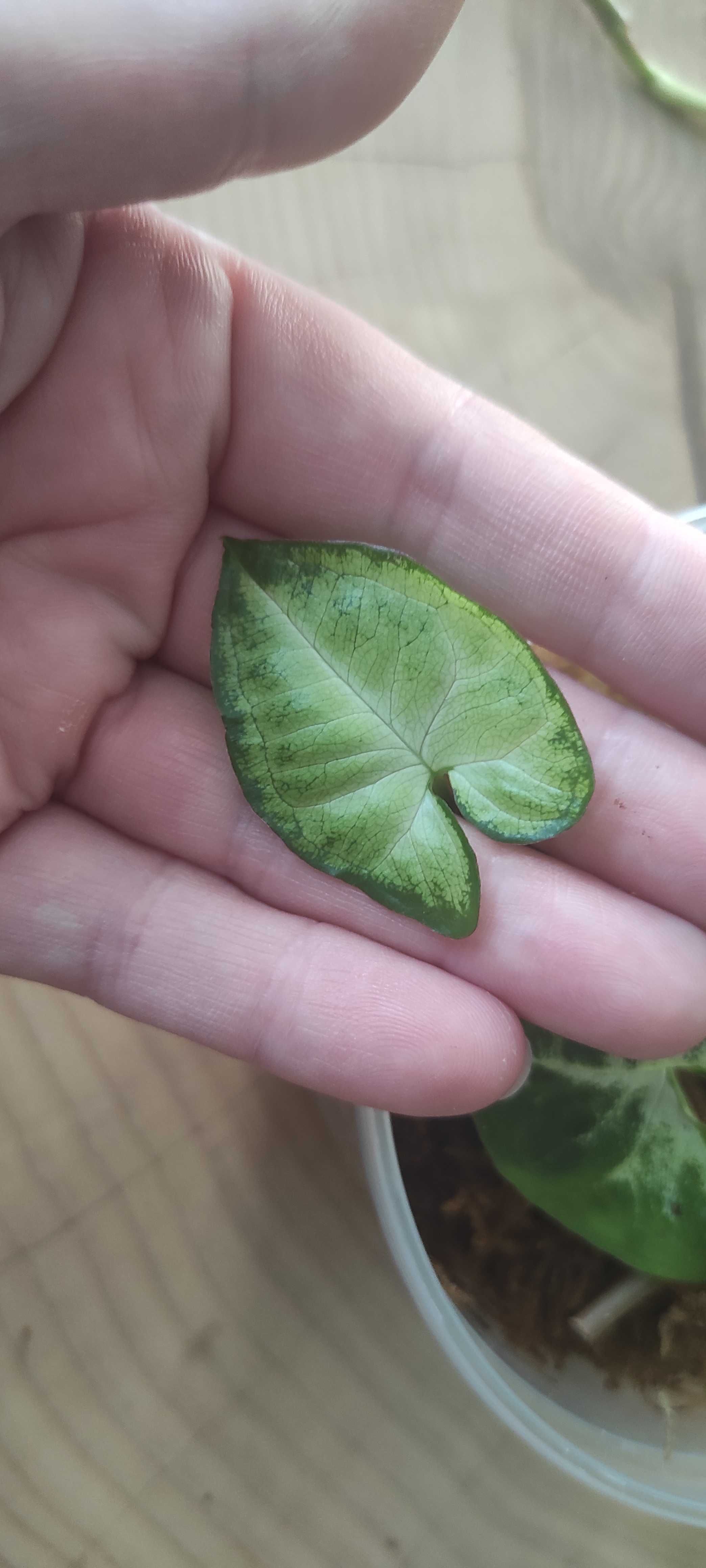 Syngonium Panda White