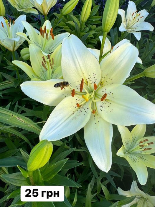 Ліліі садові різнокольорові