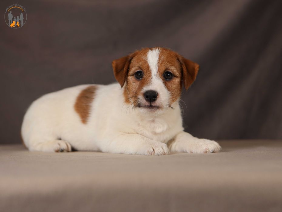 Jack Russell Terrier ZKwP FCI piękna suczka po CH.,PL