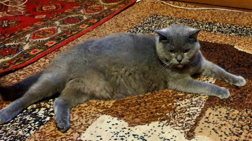 Пропал кот Британец