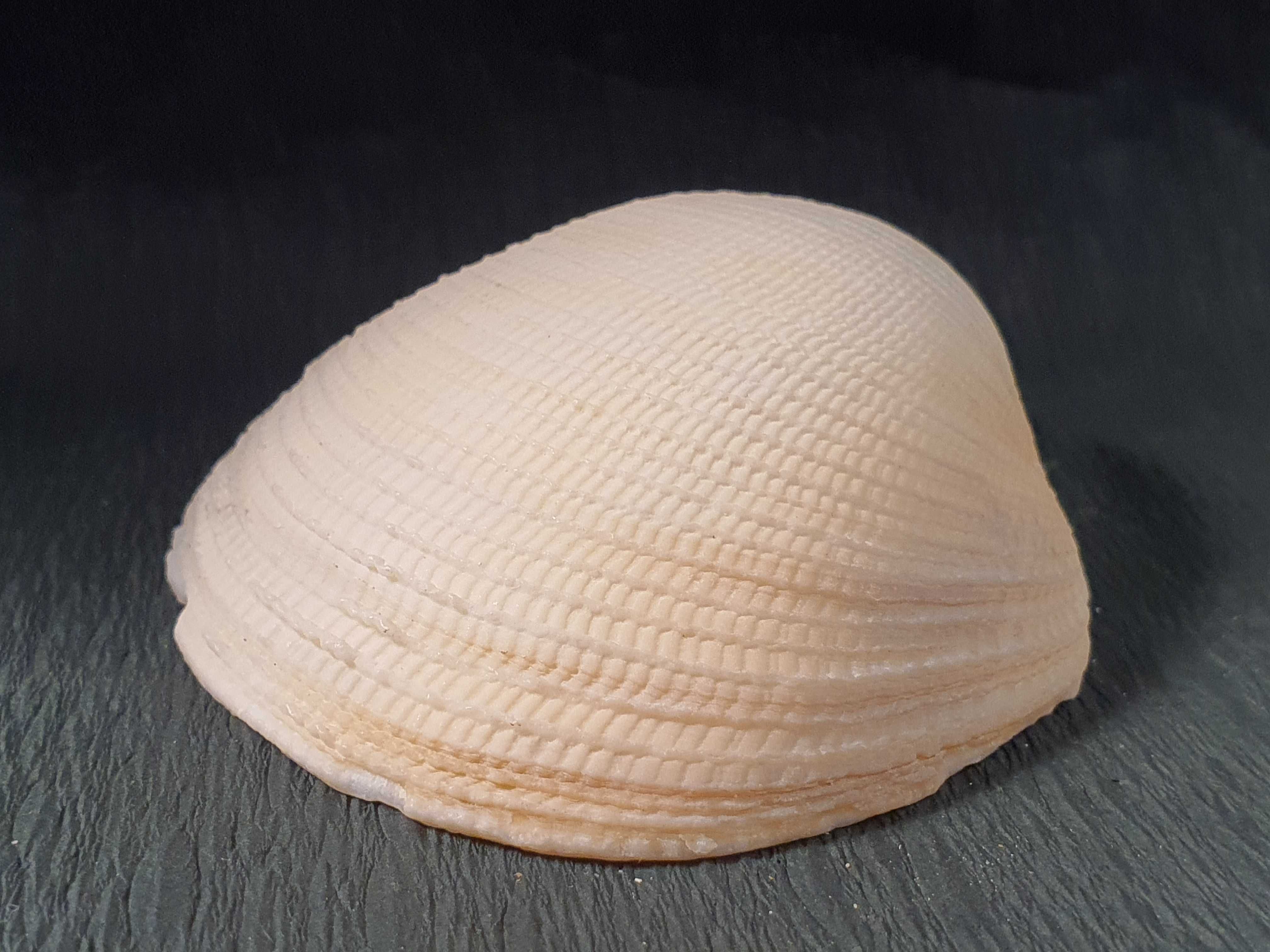 Muszla morska o wymiarach 75 x 65 x 20 mm (nr 42)