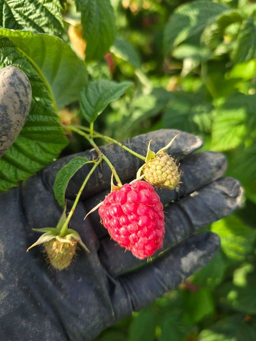 Саджанці ремонтантної малини Полісся, Полка та Еріка