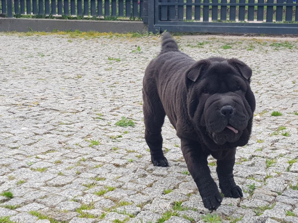 Shar pei czarna suczka