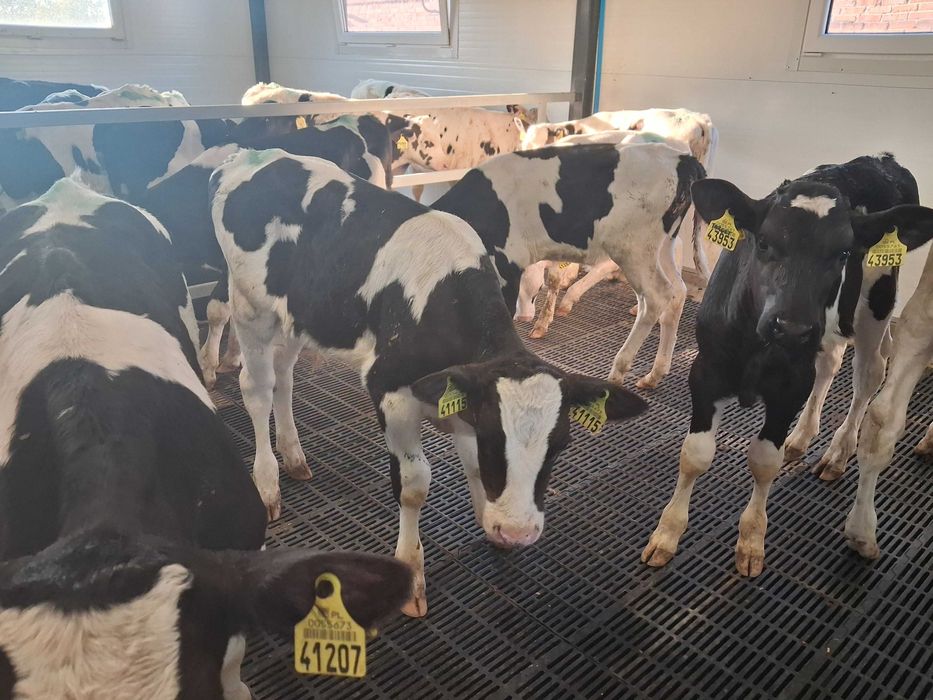 byczki cielęta cielaki startery