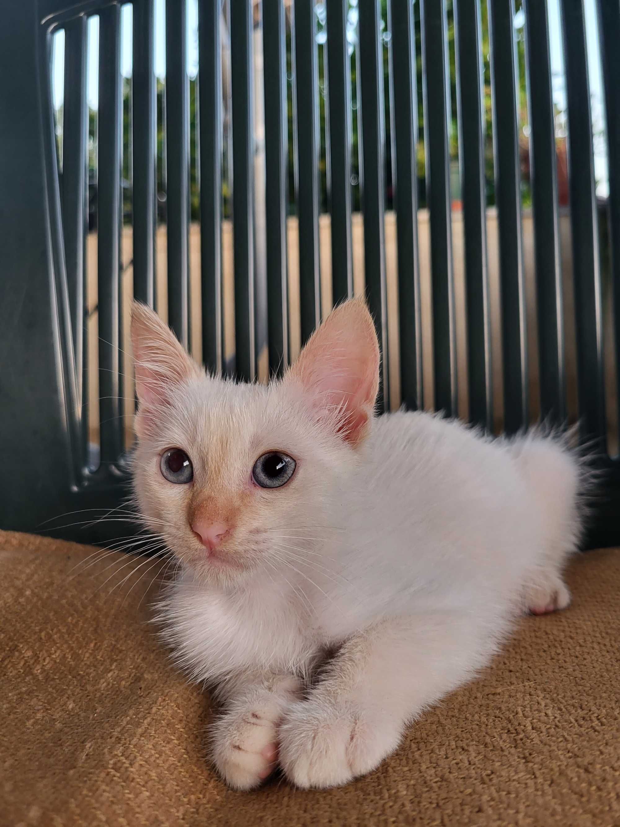 Gatinhos para adoção responsável