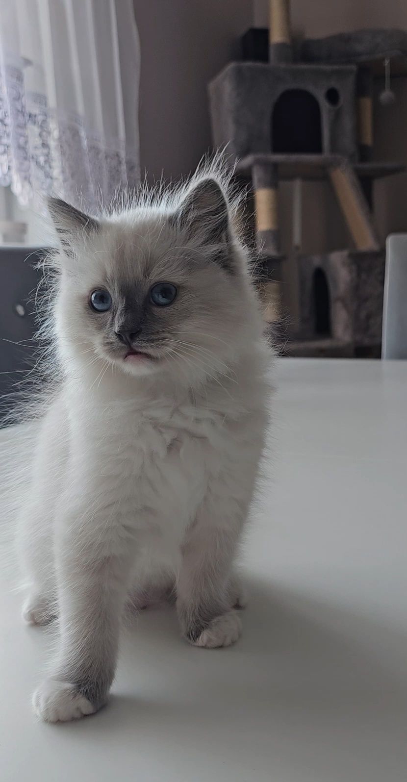 Ragdoll prawdziwy rodowód miedzynarodowy