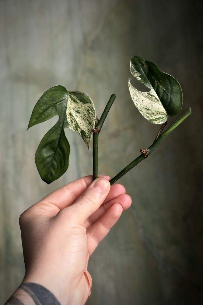 Epipremnum pinnatum variegata ‚Marble King’ - kolekcjonerskie Epi