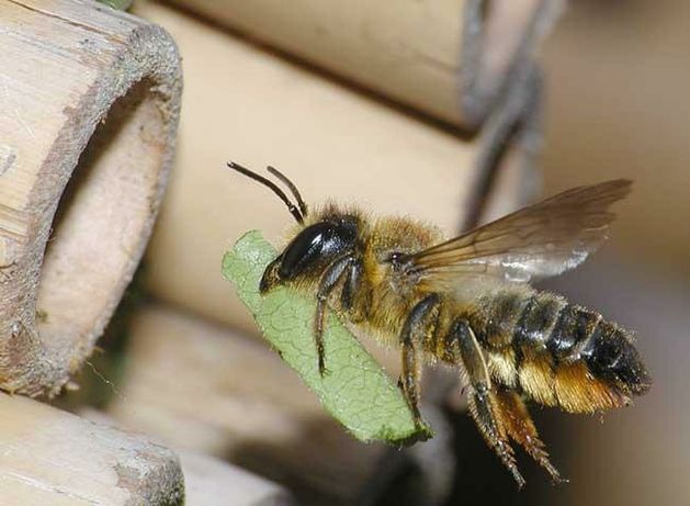 Pszczoła murarka ogrodowa kokony