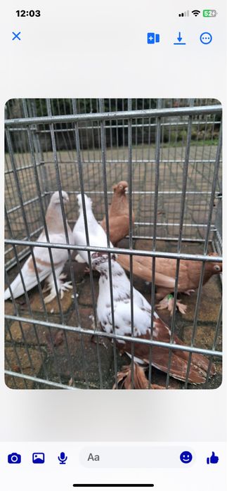 Sprzedam golebie. ozdobne