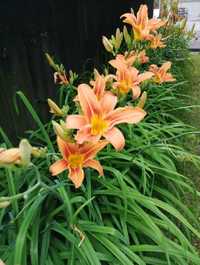 Liliowiec rdzawy (Hemerocallis fulva) duże karpy 35 cm