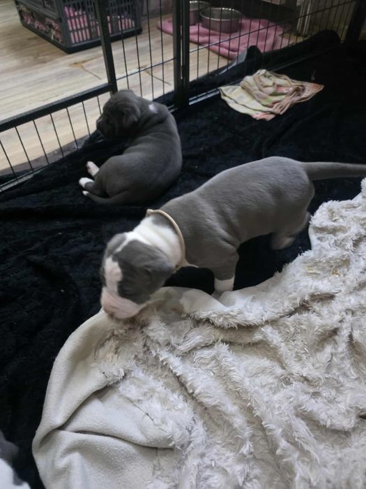 Amercian staffordshire terrier