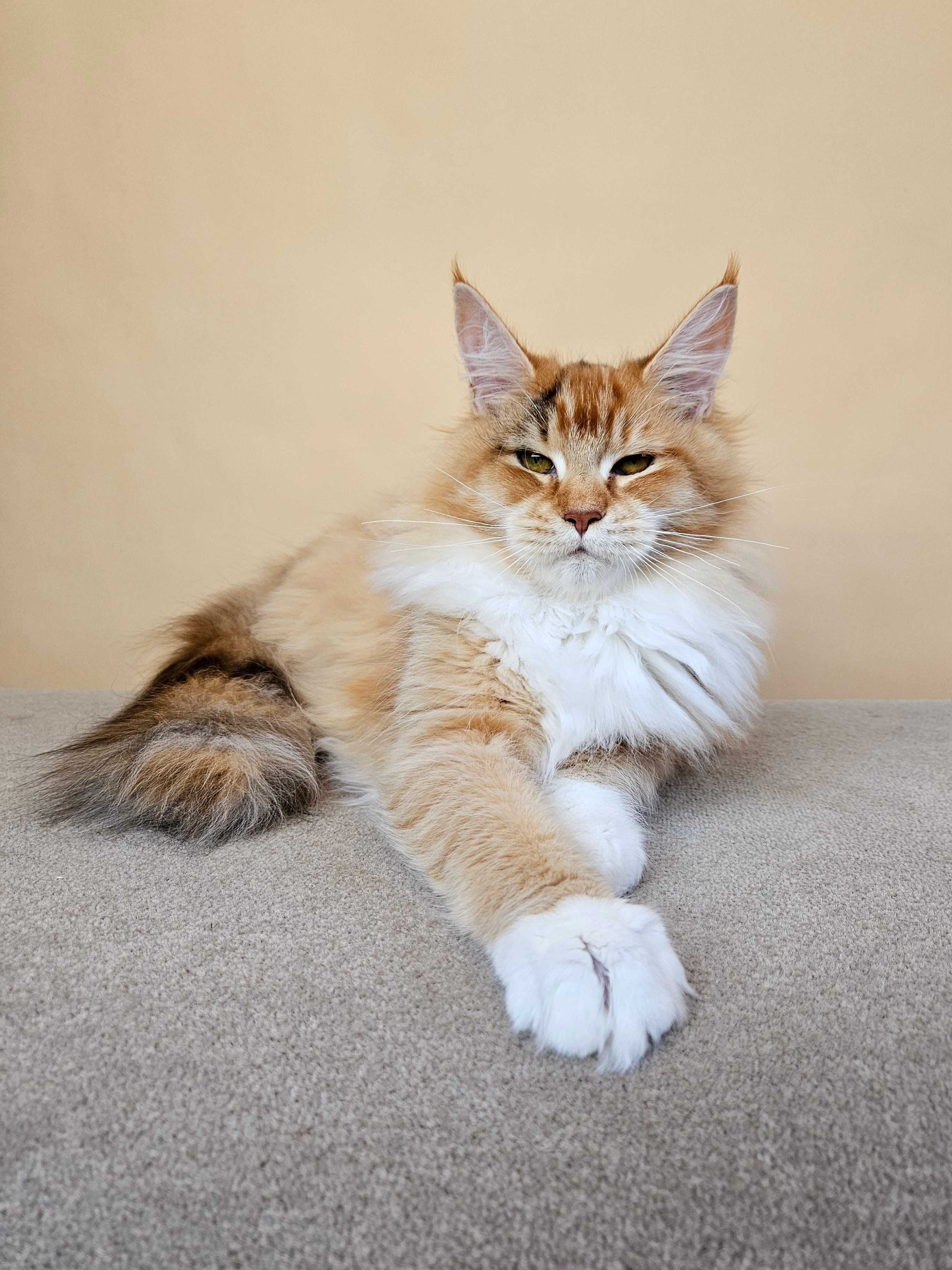 MAINE COON - koteczka ROMINA (po sterylizacji) - rodowód FPL/FIFE