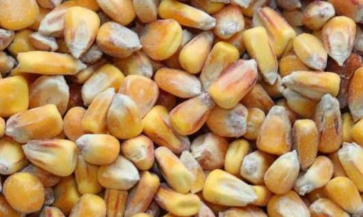 Kukurydza sucha piękna