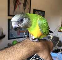 Умный Сенегальский попугай ручной выкормыш сенегал
