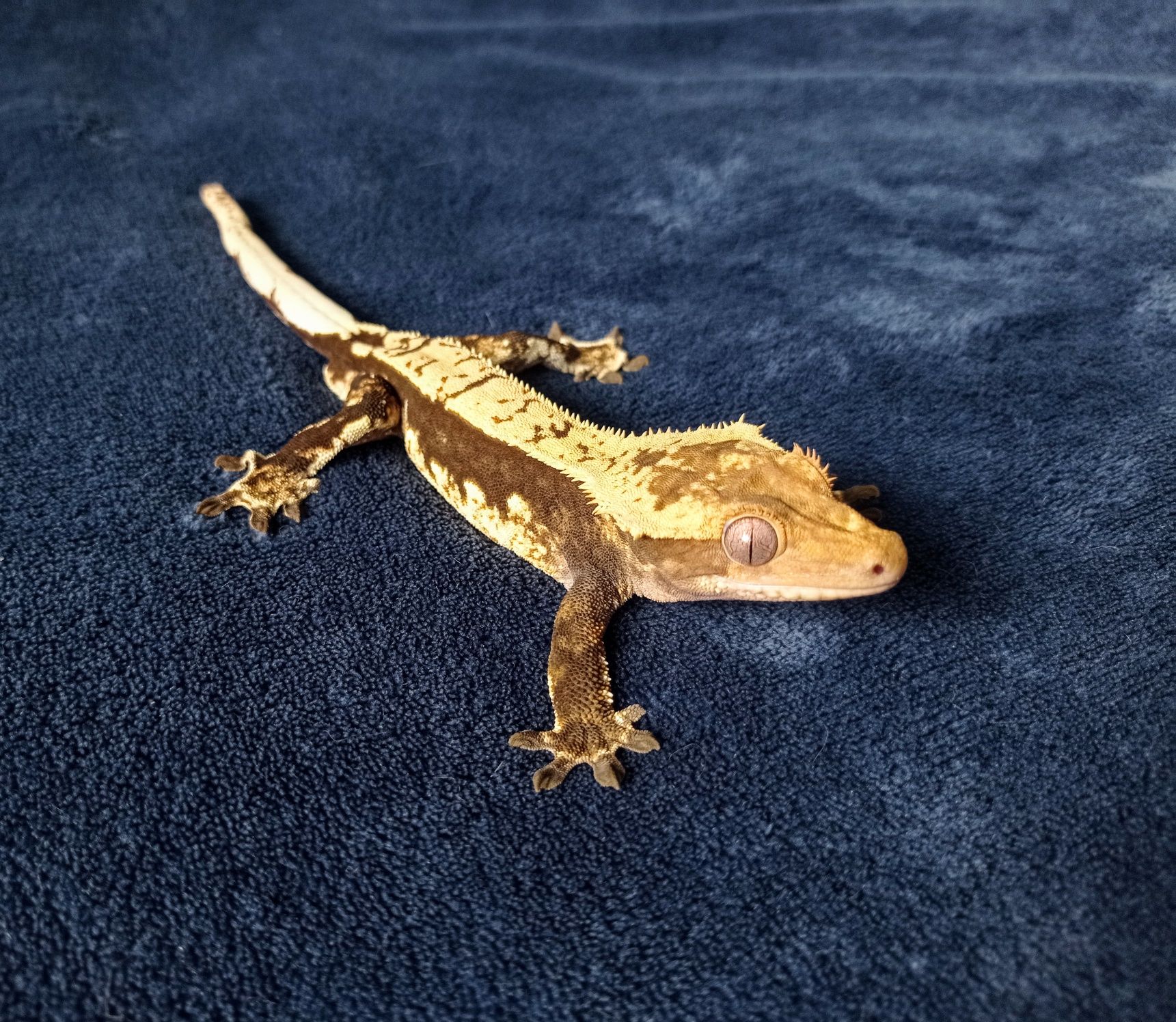 Gekon orzęsiony / Crested Gecko