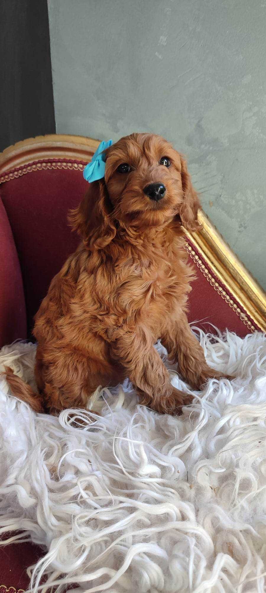 Cockapoo > hybryda pudel  & cocker spaniel gotowe do odbioru.