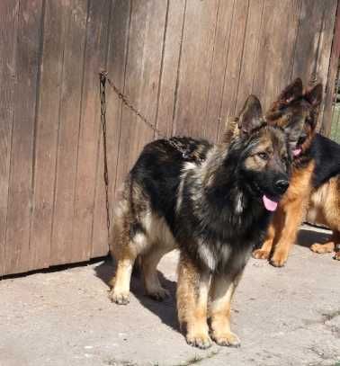 Owczarki Niemieckie Hod. Kiler