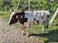 Продам дворічного бика високопродуктивної породи