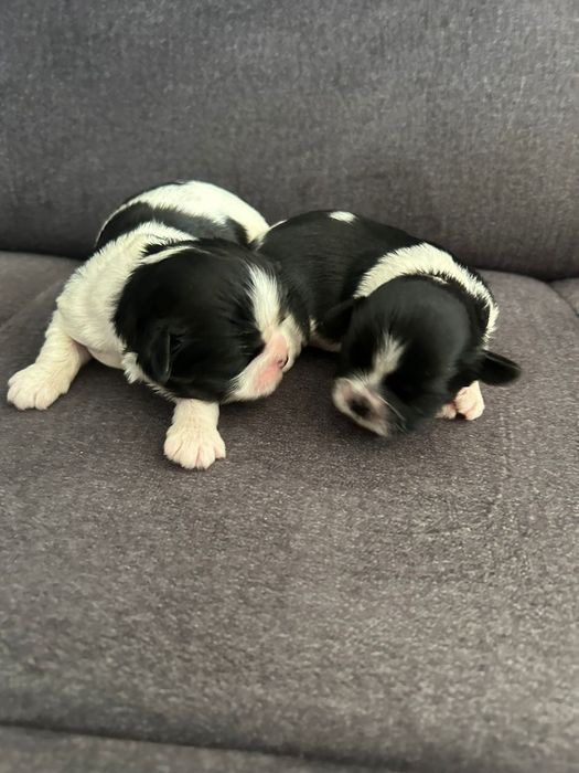 Shih-tzu shihtzu pies z rodowodem odbior początek grudnia