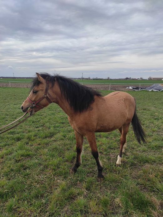 Sprzedam konia kuc wierzchowy