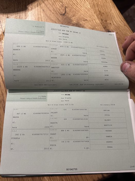 Klacz slaska zrebak slaski 8 miesiecy