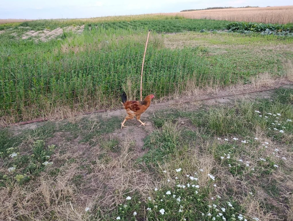 Sprzedam  koguty