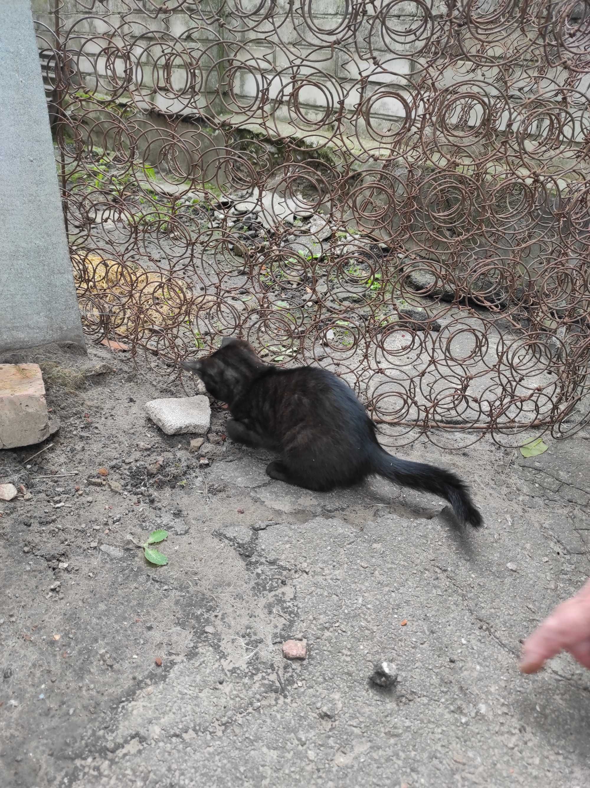 Віддам кошеня безкоштовно