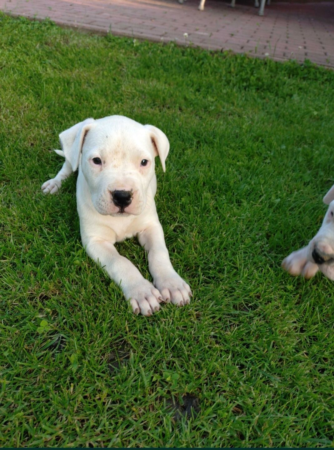 Piesek dog argentynski