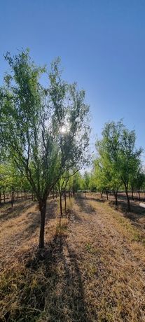 КРУПНОМЕРЫ, лиственные и хвойные, собственного производства