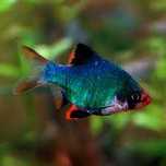 Barbo Tigre Verde