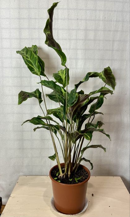 Calathea 'Confusion Electric Shock' wysokość 75 cm