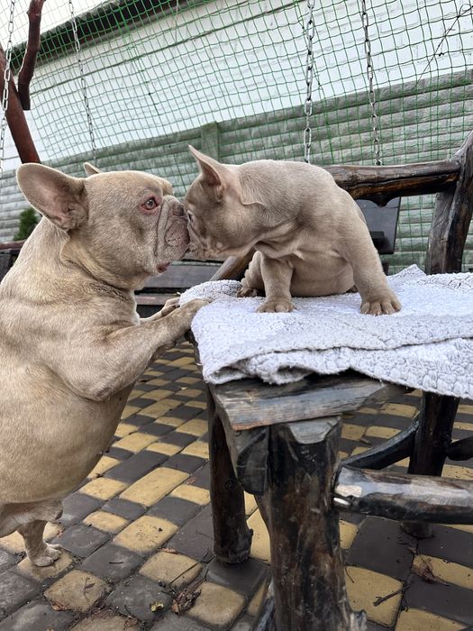 Аліментний кобель