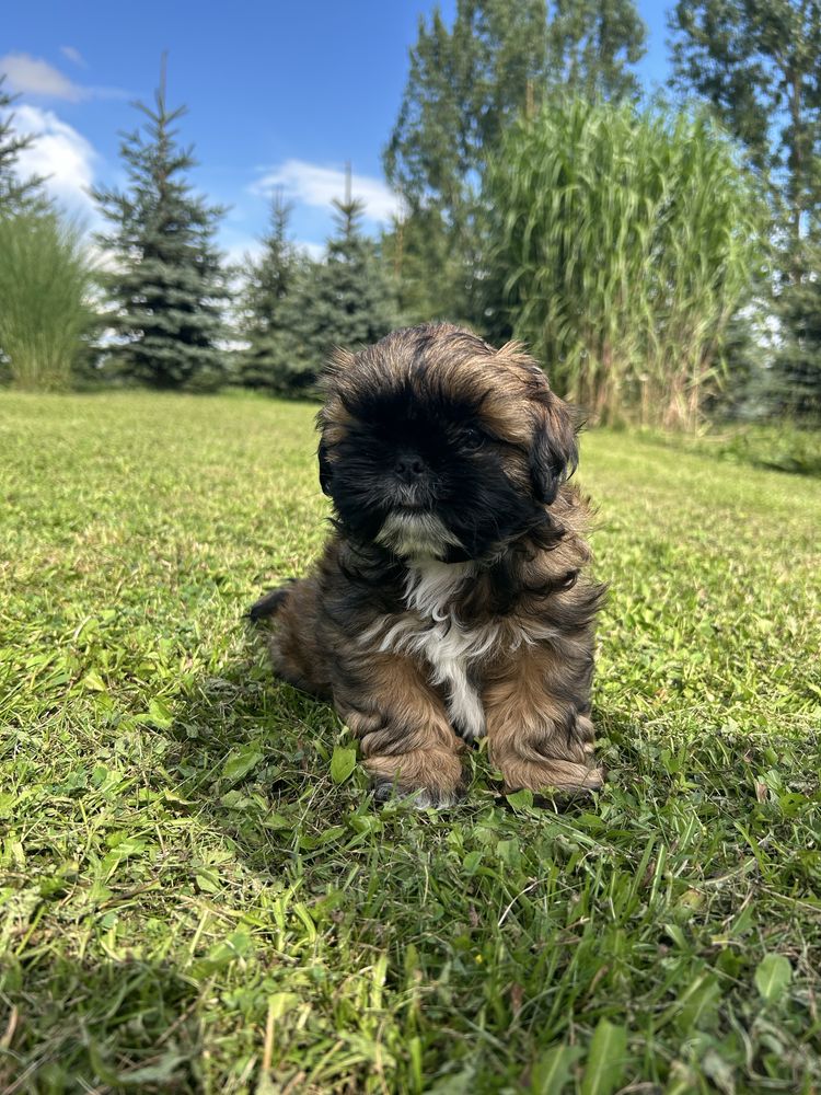 Shih tzu.        .