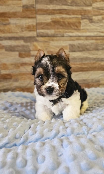Yorkshire Terrier Biewer cudny piesek york