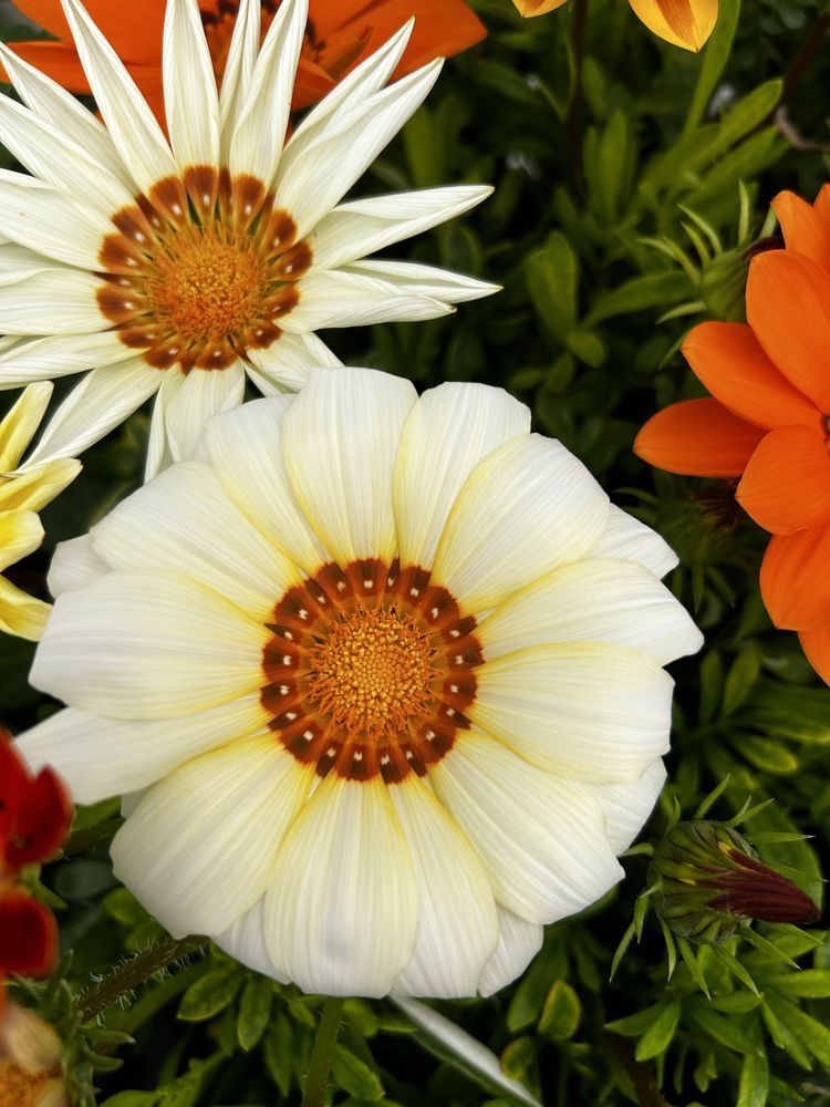 Gazania mix kolorów