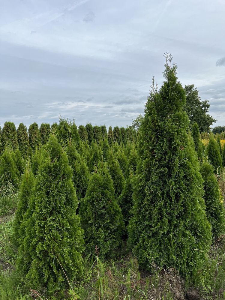 Thuja, tuja „szmaragd”