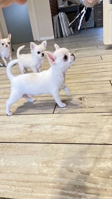 Chihuahua  FCI piekny chłopczyk REZERWACJA