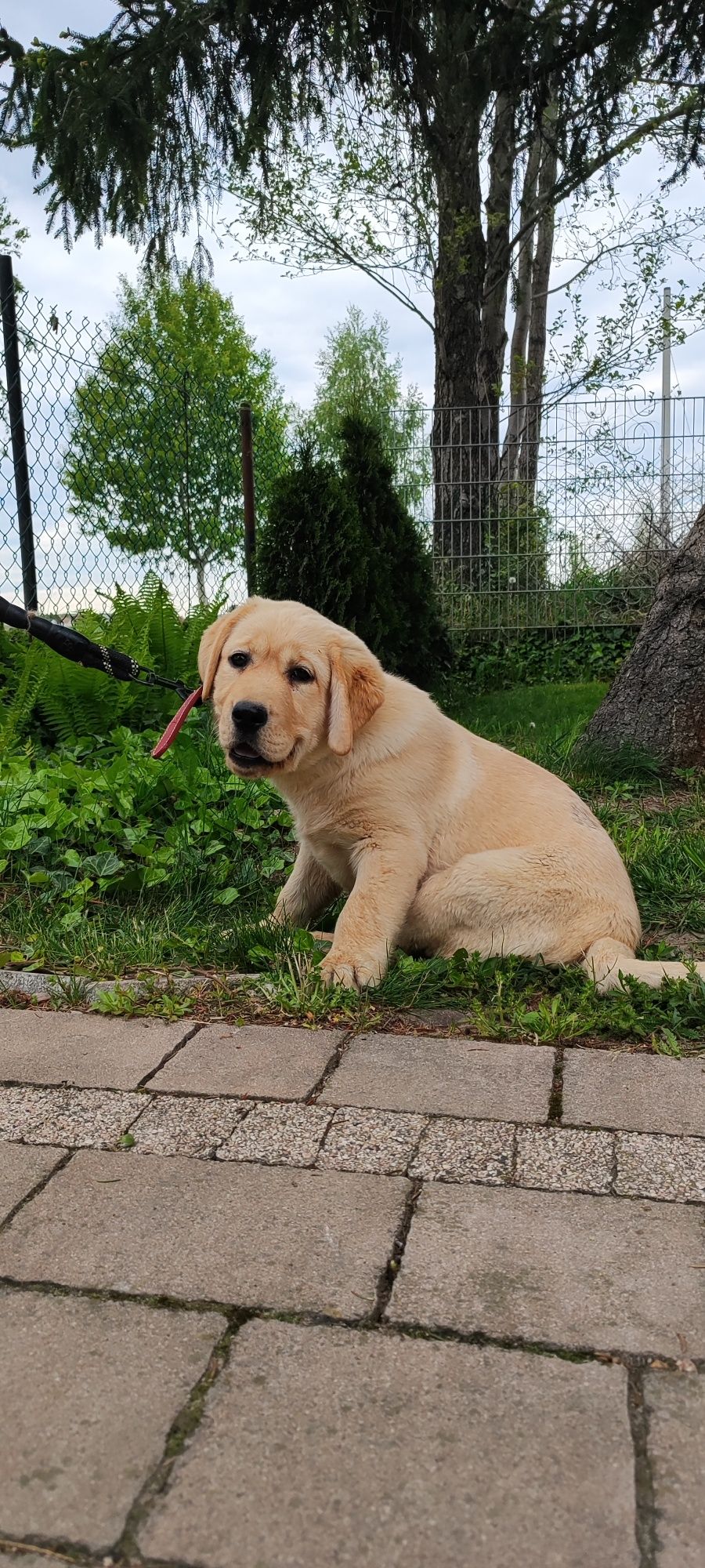 Urocze Szczenięta Labrador Retriever z Rodowodem SWKiPR