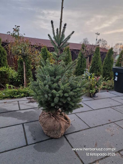 Świerk serbski Omorica - W donicy 100cm DETAL