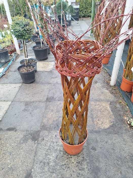 Trzmielina na pniu szkółka roślin w luszowicach zaprasza