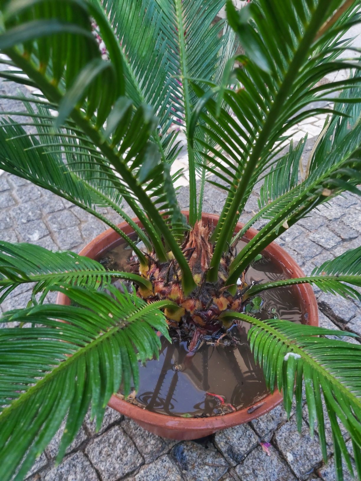 Cica  / Palmeira