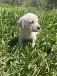 Bebe labrador retrivier