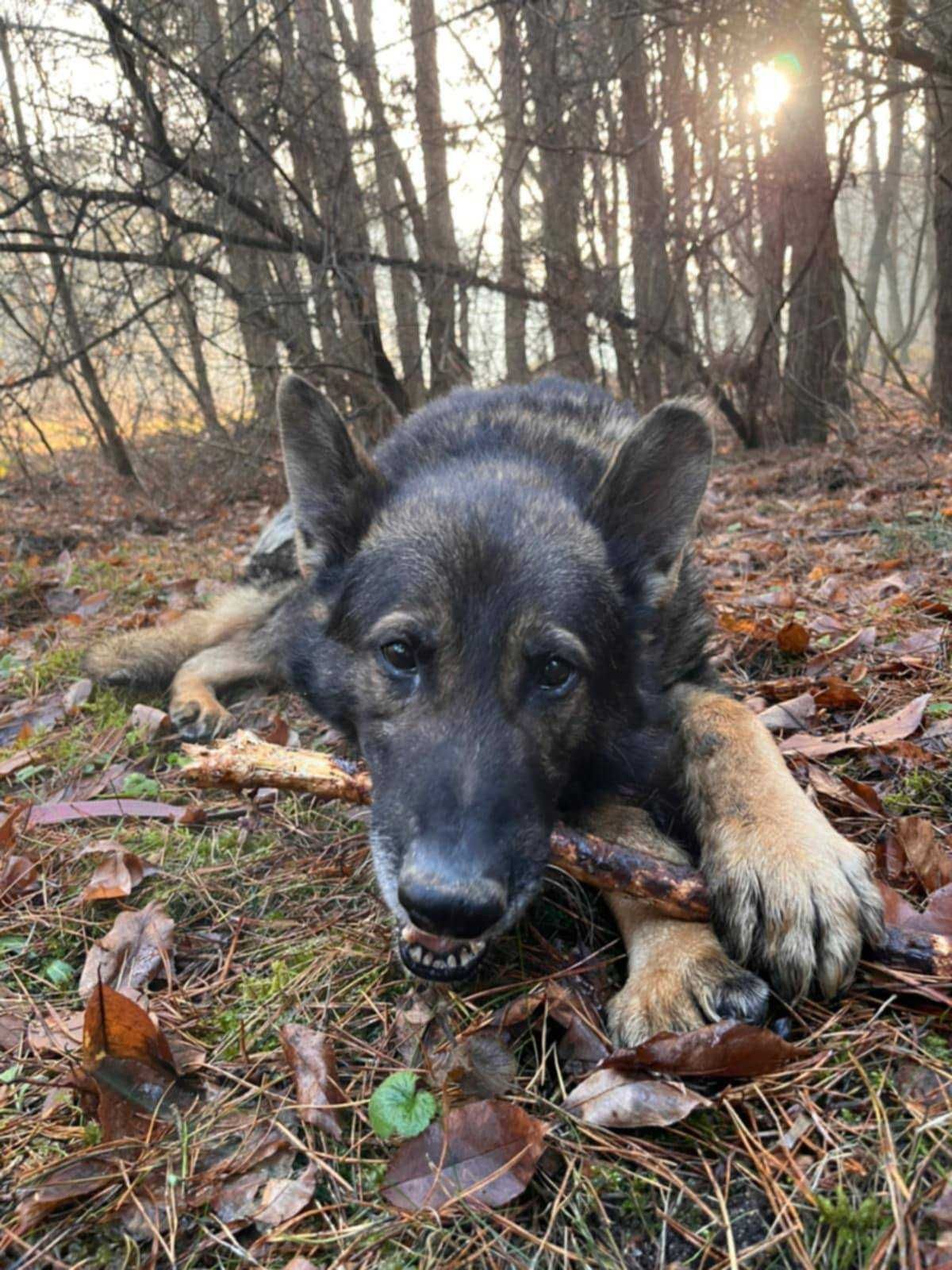 Wojtuś – w typie 'owczarek niemiecki' szuka domu | 4 lata, 35 kg