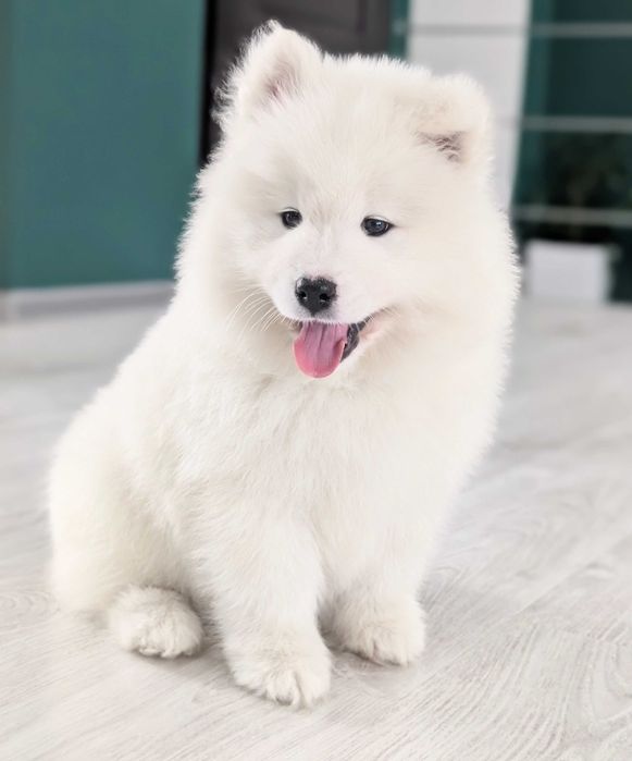 samoyed, suczka, szczeniak, odbiór koniec listopada, Sesto Senso FCi